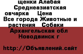 щенки Алабая (Среднеазиатская овчарка) › Цена ­ 15 000 - Все города Животные и растения » Собаки   . Архангельская обл.,Новодвинск г.